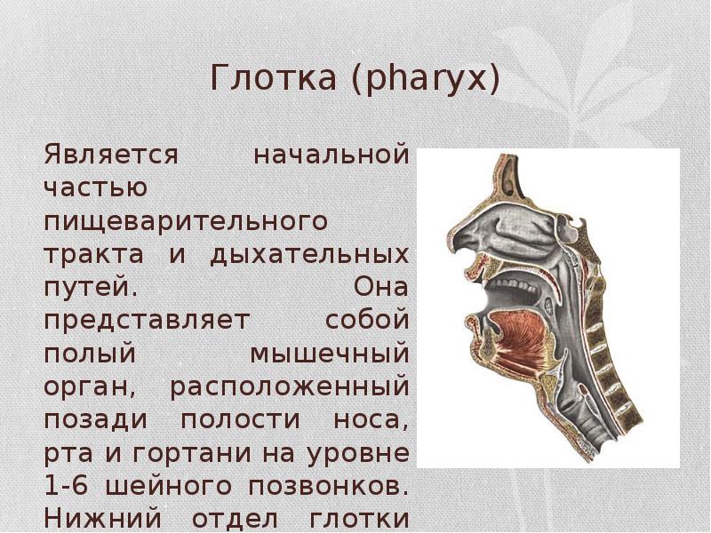 Глотка (pharyx) Является начальной частью пищеварительного тракта и дыхательных путей. Она