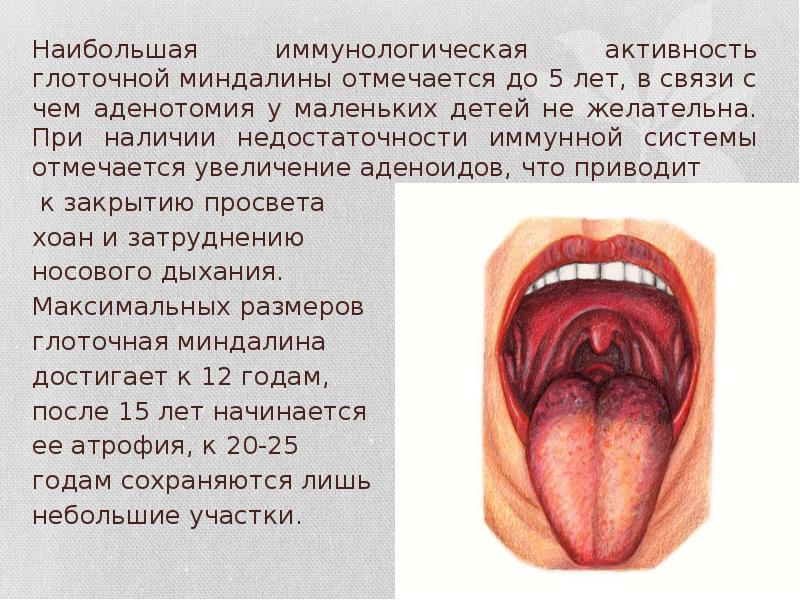 Наибольшая иммунологическая активность глоточной миндалины отмечается до 5 лет, в связи