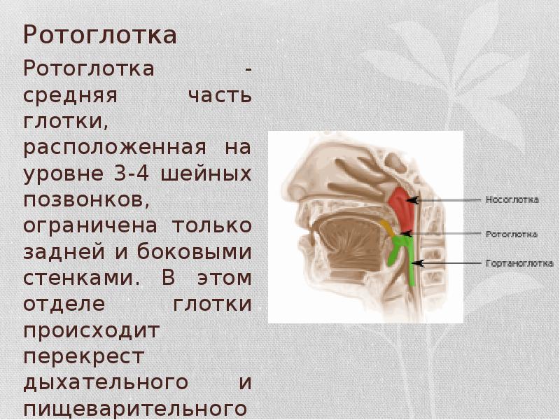 Ротоглотка Ротоглотка - средняя часть глотки, расположенная на уровне 3-4 шейных
