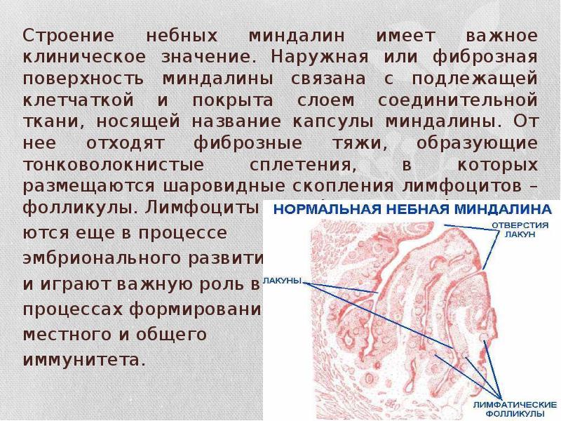 Строение небных миндалин имеет важное клиническое значение. Наружная или фиброзная поверхность