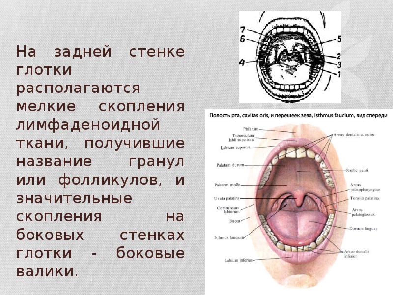 На задней стенке глотки располагаются мелкие скопления лимфаденоидной ткани, получившие название