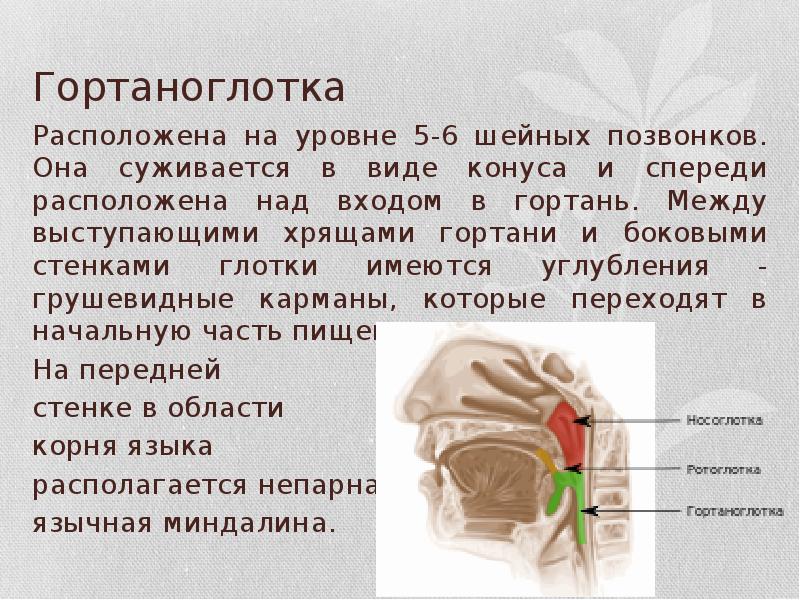 Строение носоглотки и ротоглотки человека фото и описание