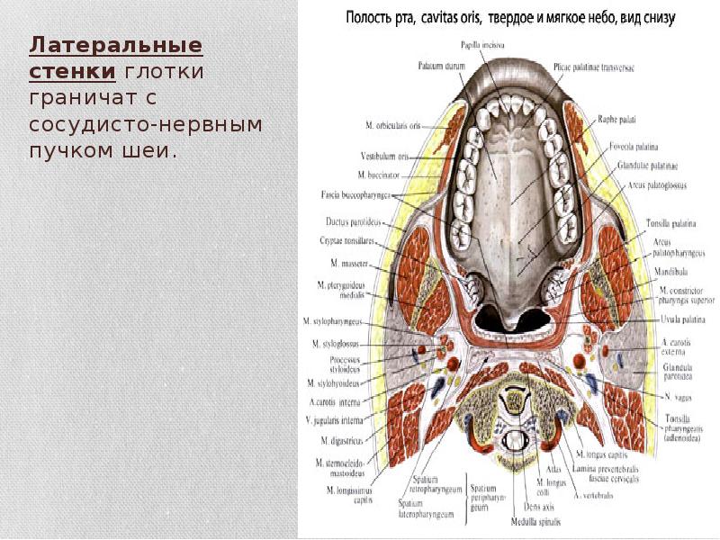 Латеральные стенки глотки граничат с сосудисто-нервным пучком шеи. Латеральные стенки глотки