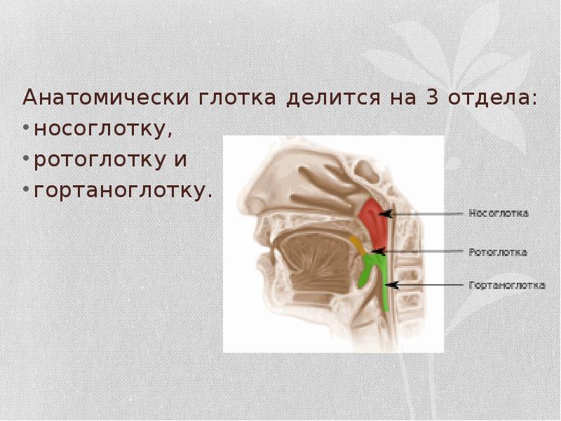 Анатомия глотки презентация