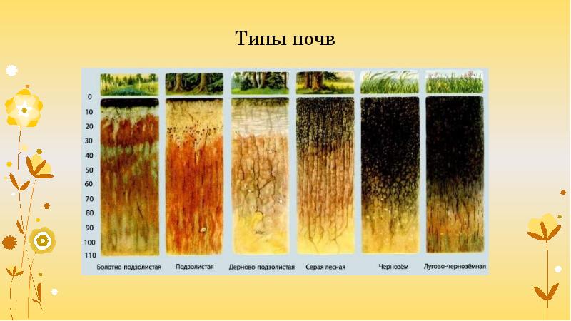 Различные типы почв. Тип почвы в Белоруссии. Распространение типов почв. Типы почв рисунок. Почва типы почв.