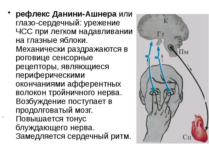 Определение висцеро кардиальных рефлексов у человека рефлекс гольца схема рефлекторной дуги