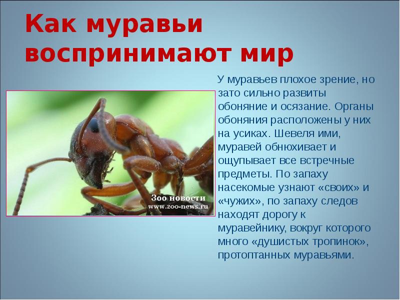 Есть ли у муравья мозг