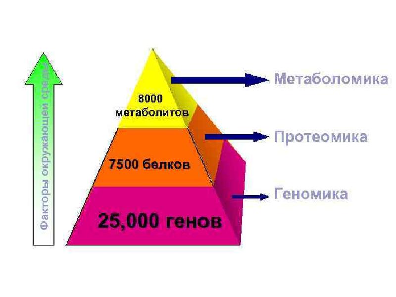 Метаболомика