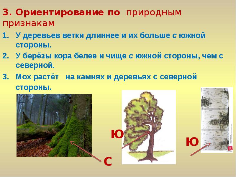 Признаки ориентирования. Ориентирование на местности по коре деревьев. Ориентирование по веткам деревьев. Ориентирование по коре березы. Ориентирование по ветвям деревьев.