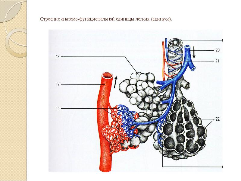 СПЛАНХНОЛОГИЯ