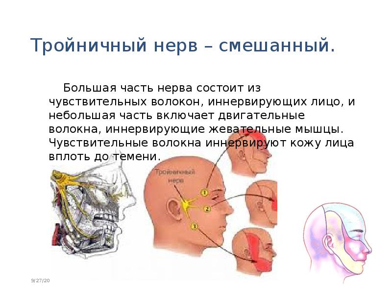 Презентация на тему невралгия тройничного нерва