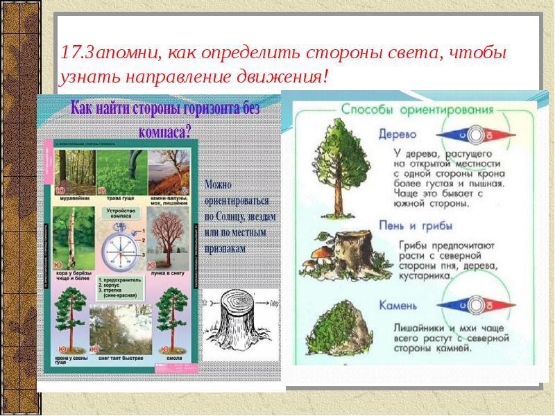 Как определить стороны. Как определить стороны света по де. Как определить стороны света по деревьям. Как определить стороны света без компаса в лесу. Как определить стороны света в лесу.