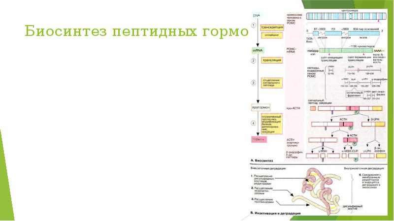 Презентация пептидные гормоны