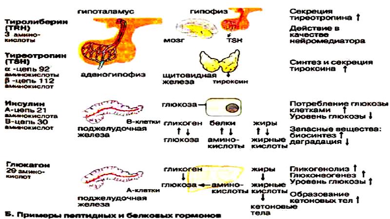 Гормоны биохимия презентация