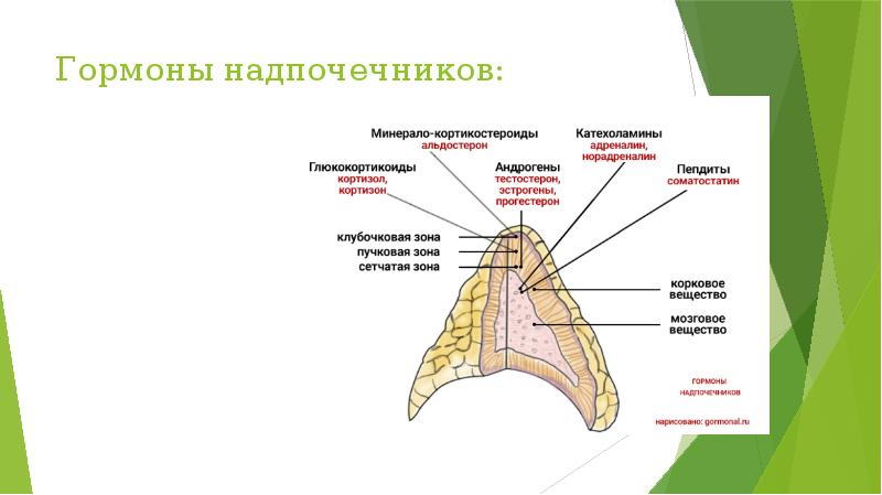 Надпочечники схема корнилова