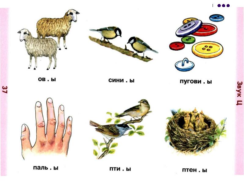 Картинки со звуком ц в начале середине и конце слова