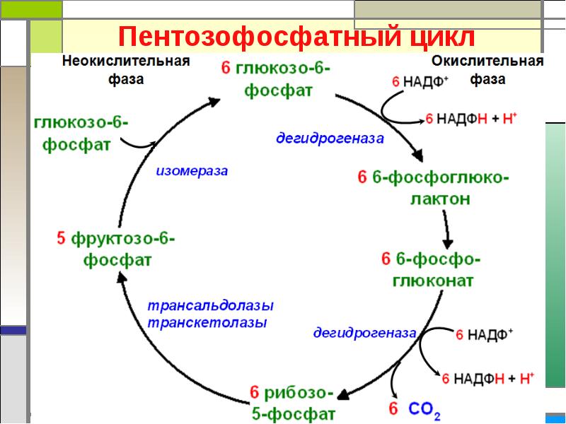 Путь реакции. Схема пентозофосфатного цикла. Схема неокислительного этапа пентозофосфатного пути. Пентозофосфатный цикл биохимия реакции. Первый фермент пентозофосфатного пути превращения Глюкозы.