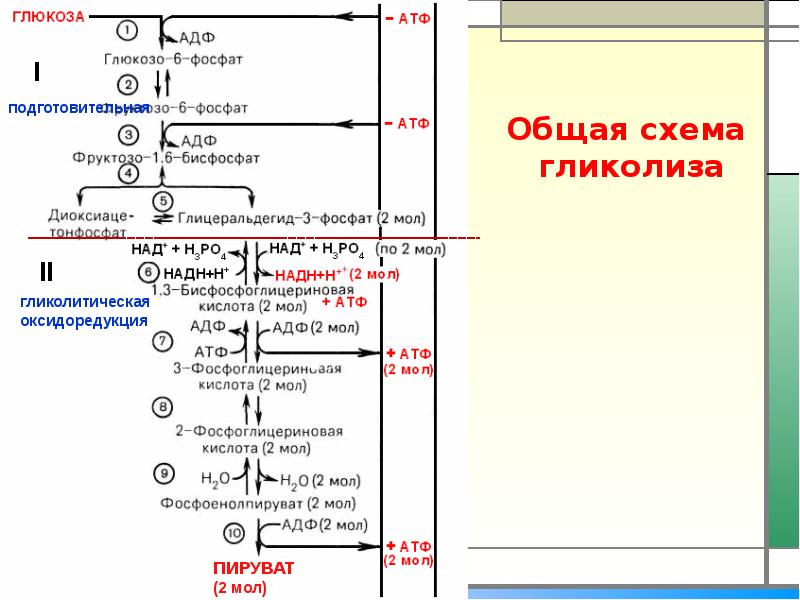 Схема глицерофосфатного челночного механизма