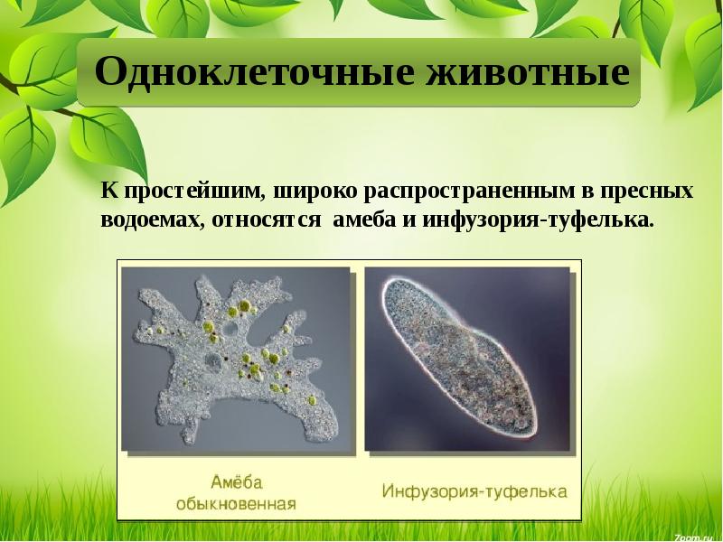 Одноклеточные организмы презентация