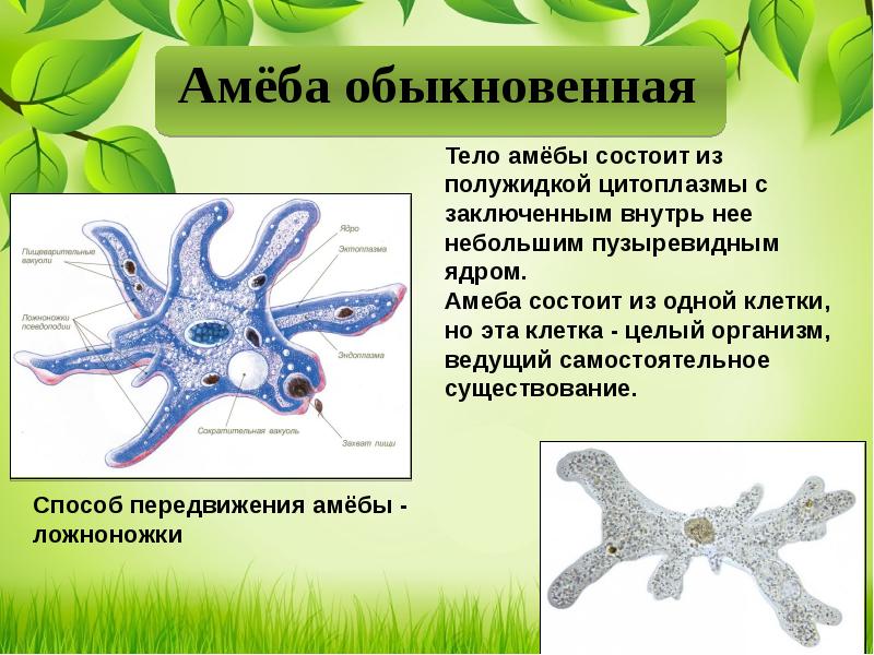 Одноклеточные животные или простейшие 7 класс биология презентация