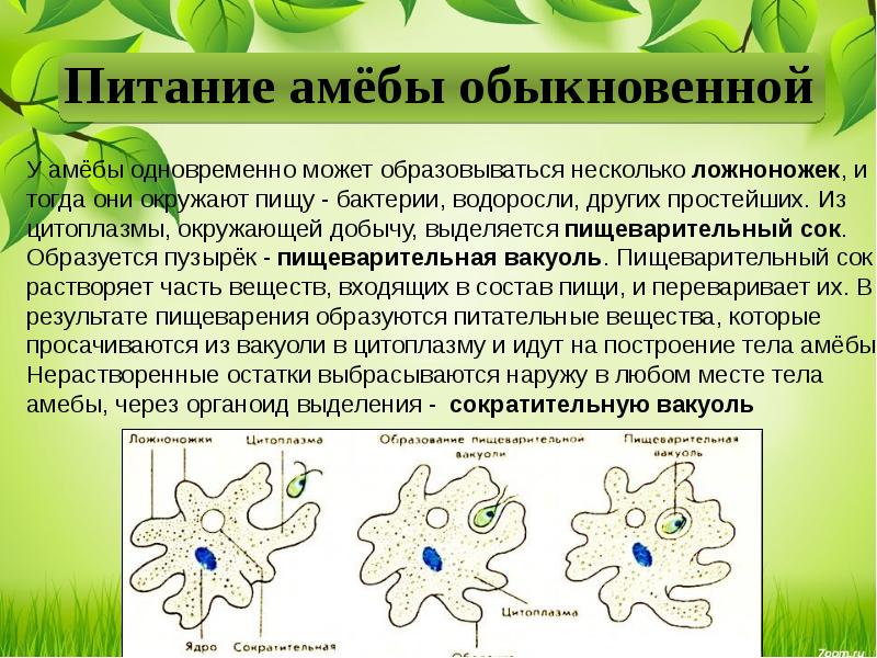 Презентация одноклеточные 5 класс