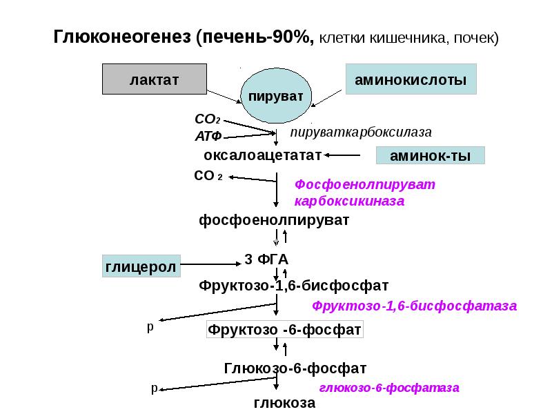 Напишите схему метаболического пути обеспечивающего хрусталик глаза энергией укажите ферменты