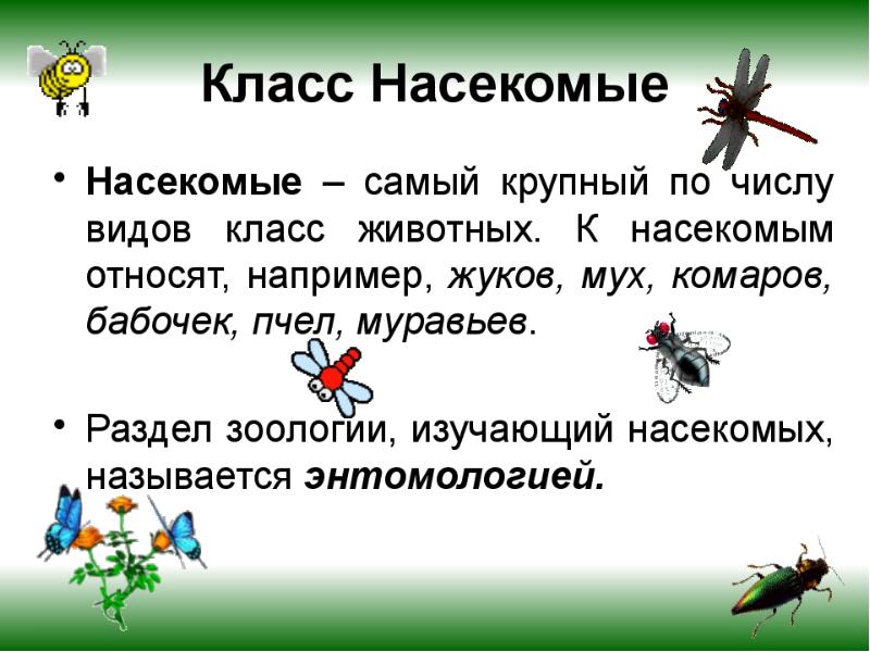 Проект насекомые 2 класс окружающий мир