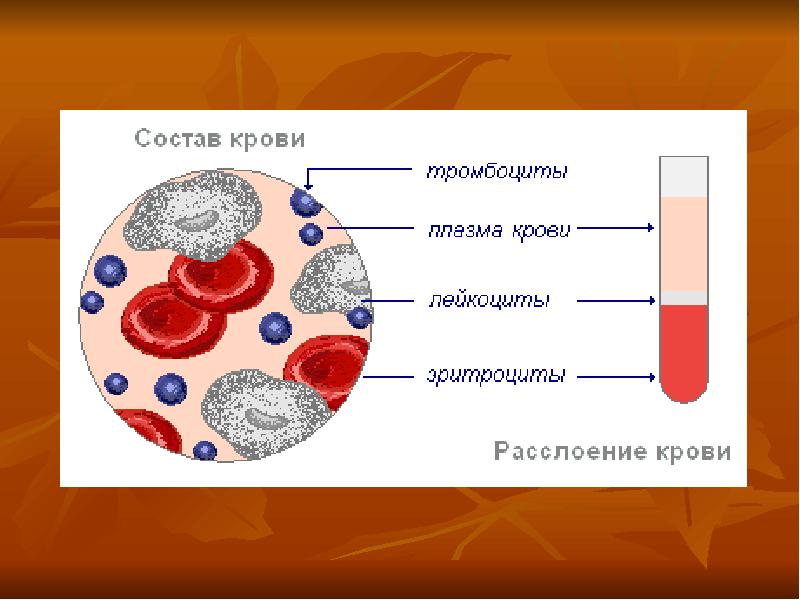 Презентация кровь состав