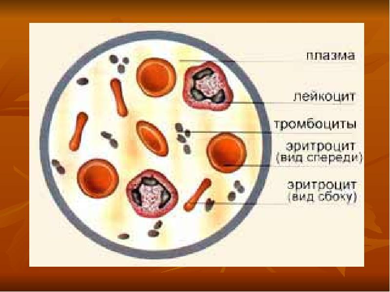 Кровь анатомия картинки