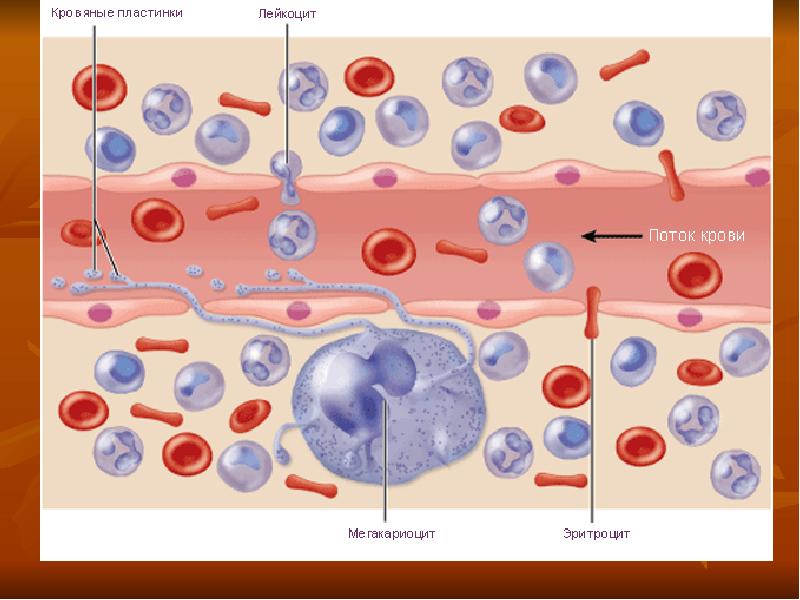 Схема клеток крови. Кровь анатомия и физиология. Регенерация клеток крови. Физиологическая регенерация клеток крови. Гемопоэз крови.
