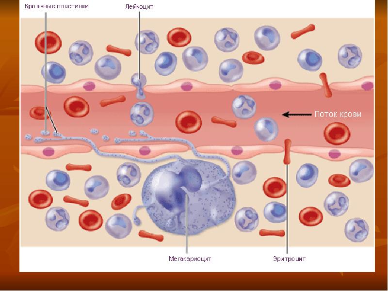 Схема клеток крови