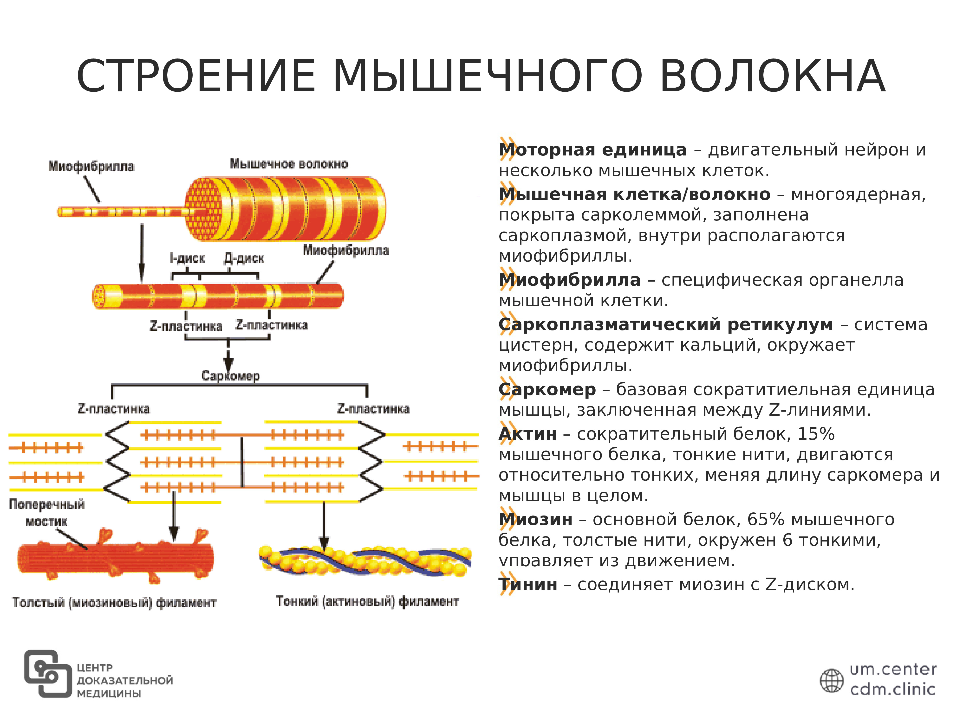 Схема строения миофибриллы