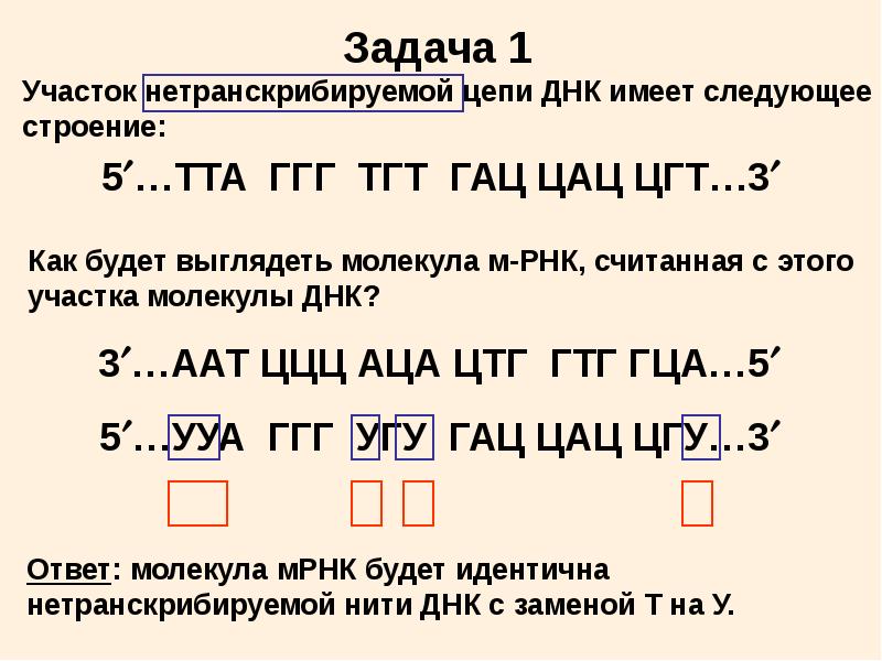 транскрипция рнк. участок смысловой цепи молекул днк. определите последовательность участка днк. матричная цепь и транскрибируемая это. процесс транскрипции в биологии.