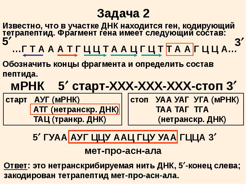 Фрагмент начала гена имеет следующую последовательность. Известно что в участке ДНК находится ген кодирующий тетрапептид. Задания по биологии на участки ДНК. ДНК – ТАЦ. Фрагмент кодирующей ДНК.