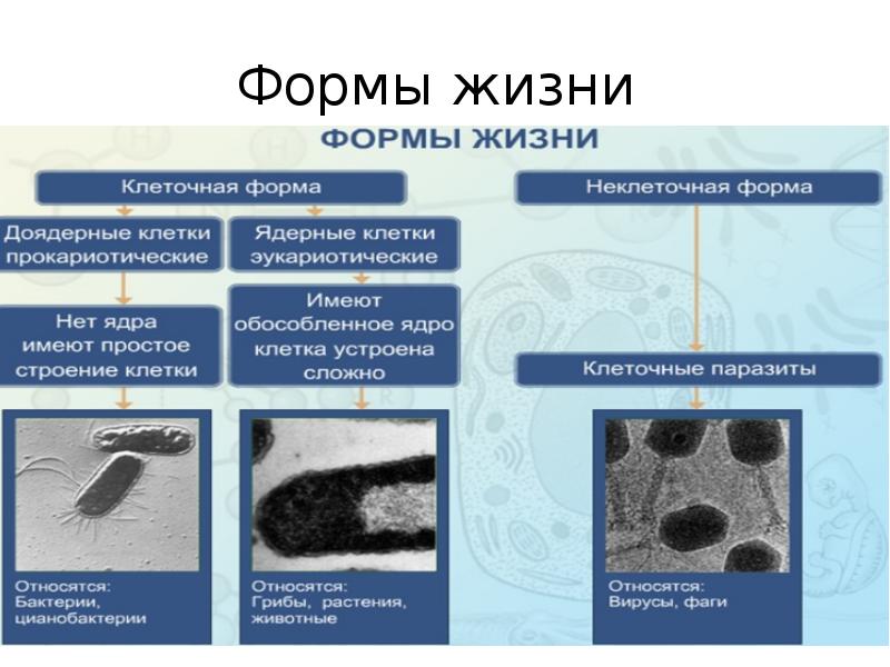 Проект по биологии презентация