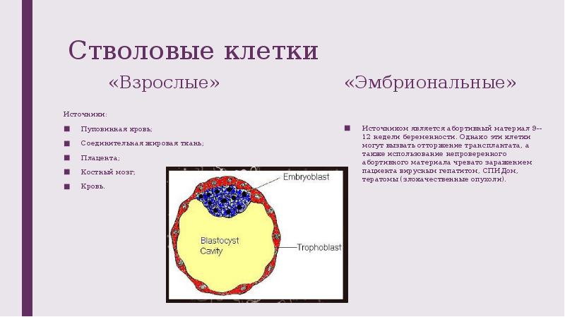 Тканевая инженерия презентация