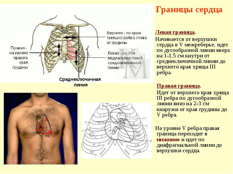 Легкие человека расположение в грудной клетке фото мужчин