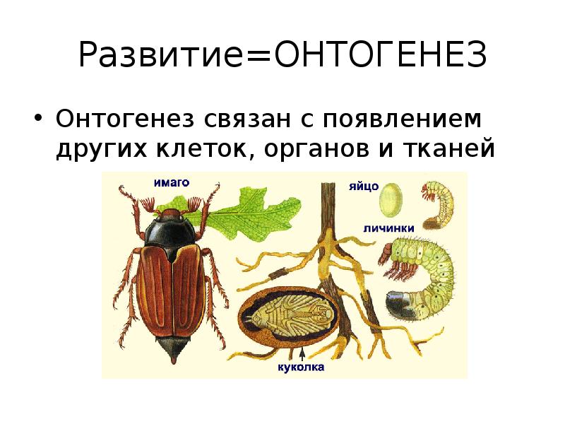 Презентация индивидуальное развитие организмов 10 класс презентация