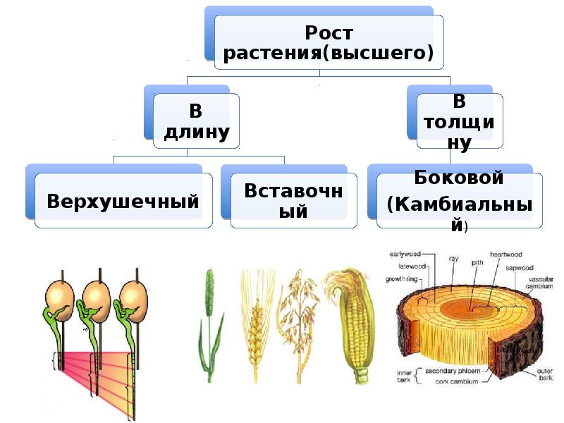 Развитие организма человека 8 класс презентация