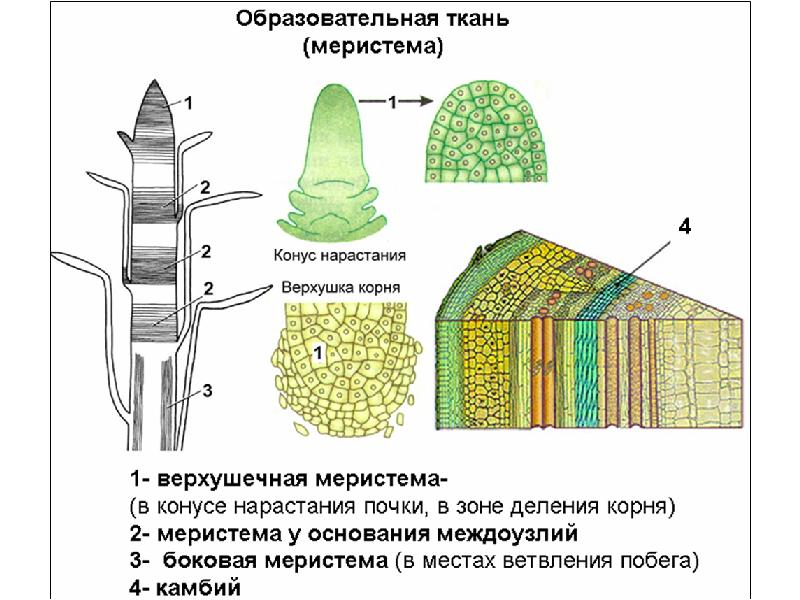 Ткани растений егэ рисунки