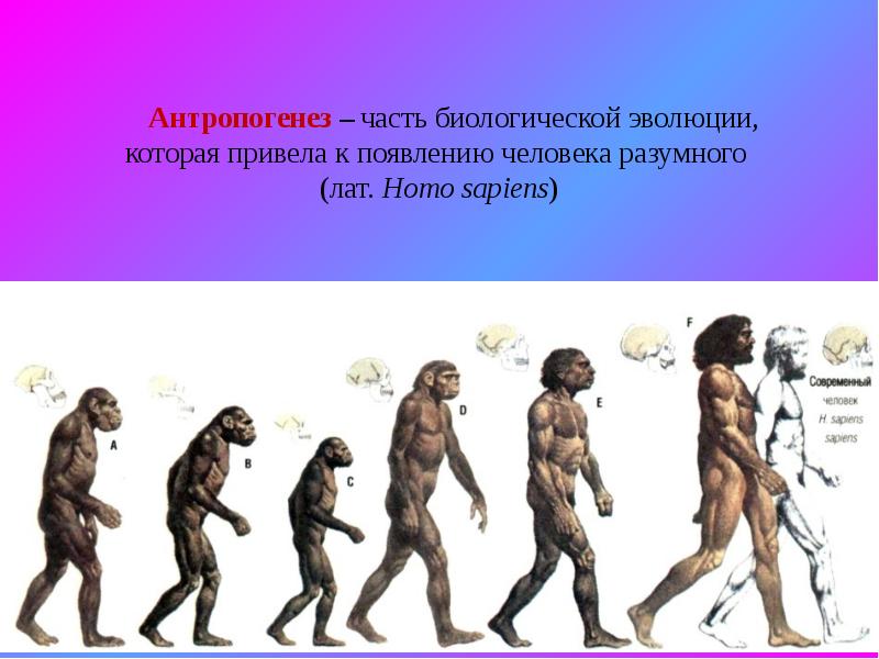 Черты эволюции человека