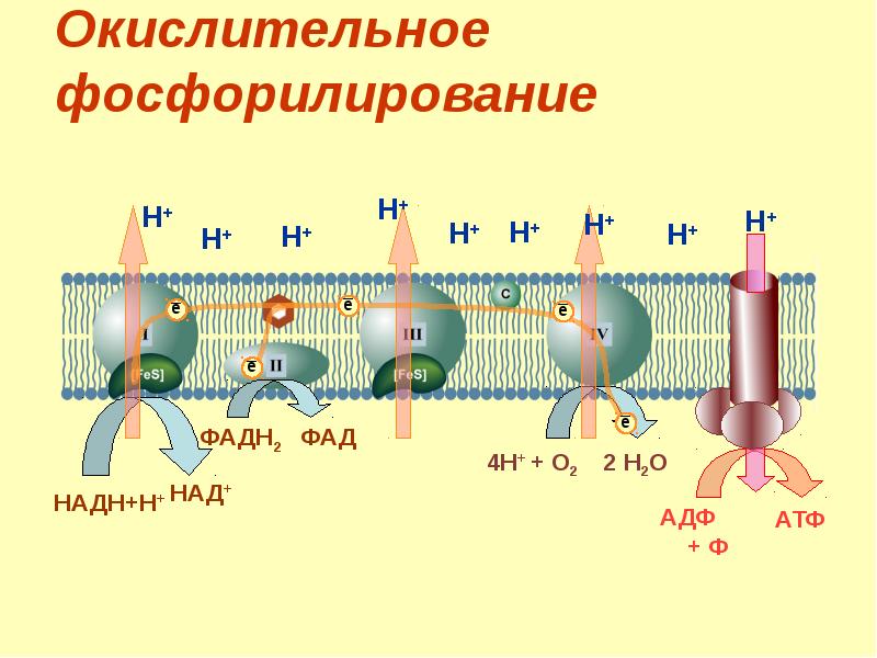 Окислительное фосфорилирование кислородного этапа