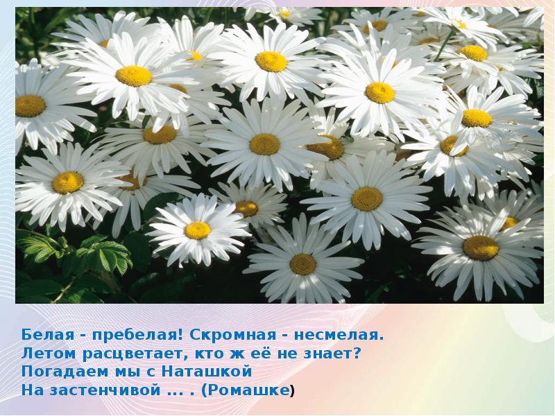 Песня ромашка любит ли наташка. Любимые цветы ромашки. Ромашки для Наташки. Открытки ромашки для Наташки. Цветы ромашки для Наташки.