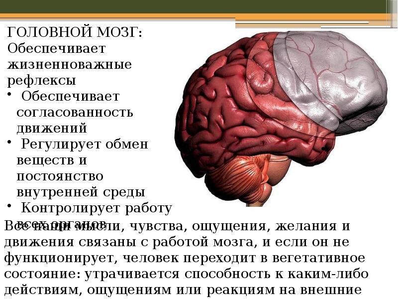 Презентация про мозг