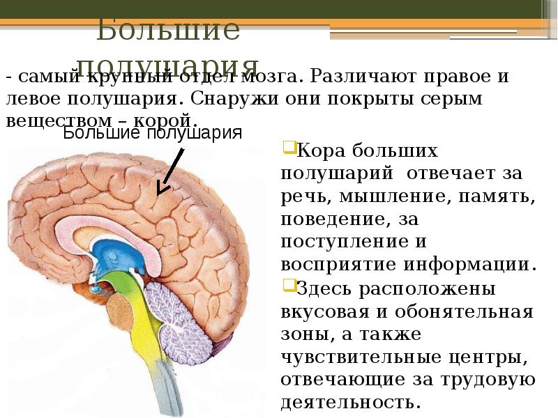 Память в каком отделе мозга. Отделы головного мозга отвечающие за память. Отделы мозга отвечающие за внимание. Отдел мозга отвечающий за речь. Часть мозга память.