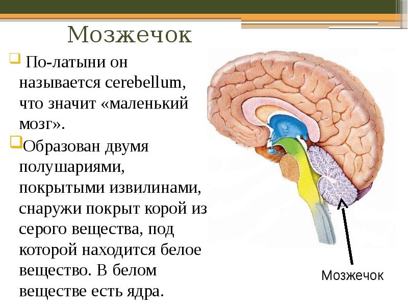 Воспаление серого вещества мозга латынь. Мозжечок головного мозга. Внутреннее строение мозжечка анатомия. Мозжечок анатомия латынь.