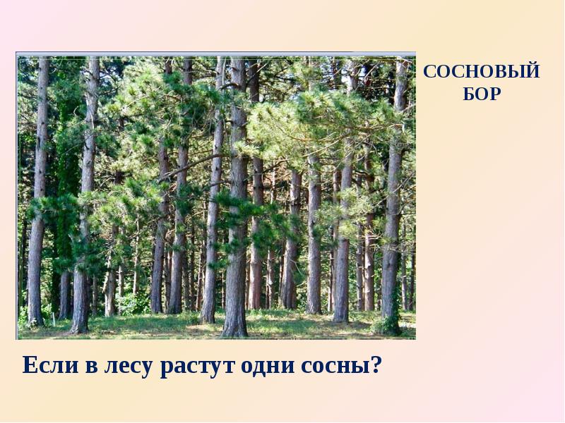 Рассмотрите рисунок на котором изображены растения характерны для соснового леса и дубравы ответ