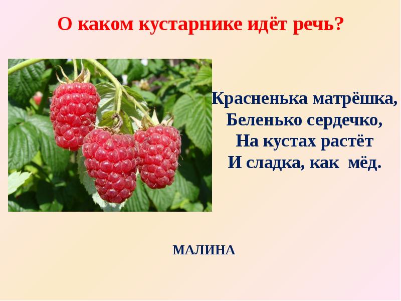 Загадки про малину для детей и школьников с ответами