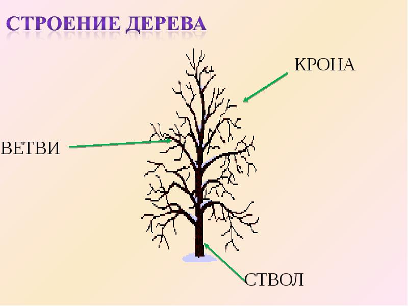 Строение дерева картинка для дошкольников