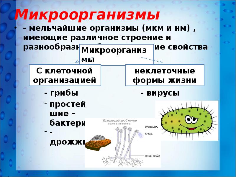 Общие признаки бактерий и вирусов